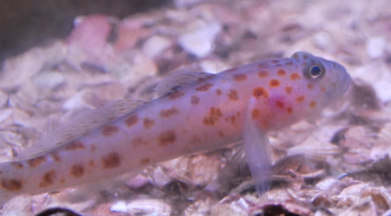 Rock goby