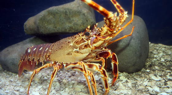 Spiny lobster